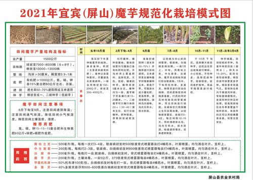 技術傳授到田間，農技推廣重實效——屏山縣白魔芋規范化種植技術現場培訓會側記